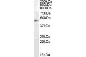 Western Blotting (WB) image for Ras Association Domain-Containing Protein 6 (RASSF6) peptide (ABIN369908) (Ras Association Domain-Containing Protein 6 (RASSF6) Peptide)