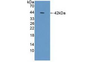Western blot analysis of recombinant Human DEFa1B. (DEFA1B 抗体  (AA 20-94))
