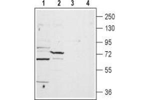 Western blot analysis of rat heart lysate (lanes 1 and 3) and liver membrane (lanes 2 and 4): - 1,2. (TPCN1 抗体  (2nd Lumenal Region))
