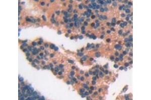 IHC-P analysis of Mouse Tissue, with DAB staining. (CD5L 抗体  (AA 22-352))