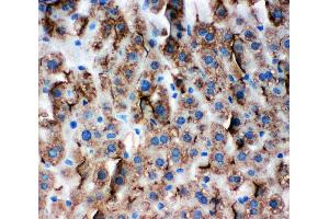 Anti-Zonula occludens protein 3 antibody, IHC(P) IHC(P): Mouse Liver Tissue