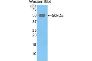 Western Blotting (WB) image for anti-Left-Right Determination Factor 1 (LEFTY1) (AA 169-368) antibody (ABIN1859645)