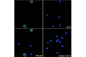 Immunofluorescence staining of human peripheral blood monocytes using anti-DCIR antibody 9E8. (Recombinant CLEC4A 抗体)
