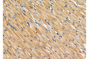 ABIN6262588 and ABIN6278484 at 1/100 staining Rat heart tissue by IHC-P. (INHBC 抗体  (C-Term))