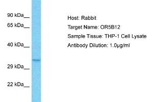 Host: Rabbit Target Name: OR5B12 Sample Type: THP-1 Whole Cell lysates Antibody Dilution: 1. (OR5B12 抗体  (C-Term))