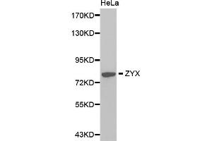Western blot analysis of extracts of HeLa cells, using ZYX antibody (ABIN5971162). (ZYX 抗体)