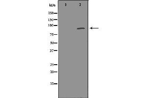 Western blot analysis of extracts of mouse brain, using PDE4D antibody. (PDE4D 抗体  (C-Term))