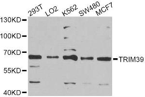 Western blot analysis of extracts of various cell lines, using TRIM39 Antibody (ABIN6003686) at 1/1000 dilution. (TRIM39 抗体)