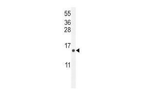 ATP6V0B Antibody (Center) (ABIN654391 and ABIN2844135) western blot analysis in  cell line lysates (35 μg/lane). (ATP6V0B 抗体  (AA 104-131))