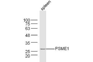 Mouse spleen lysates probed with PSME1 Polyclonal Antibody, Unconjugated  at 1:300 dilution and 4˚C overnight incubation. (PSME1 抗体  (AA 181-249))