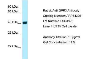 Western Blotting (WB) image for anti-G Protein-Coupled Receptor 3 (GPR3) (C-Term) antibody (ABIN2789805) (GPR3 抗体  (C-Term))