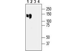 Western blot analysis of mouse liver lysate (lanes 1 and 3) and rat liver membranes (lanes 2 and 4): - 1,2. (Anoctamin 6 抗体  (2nd Extracellular Loop))