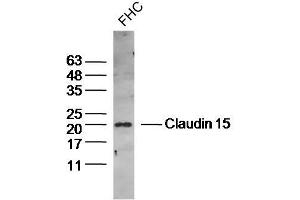 Human FHC lysates probed with Claudin 15 Polyclonal Antibody, Unconjugated  at 1:300 dilution and 4˚C overnight incubation. (Claudin 15 抗体  (AA 101-180))