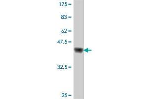 Western Blot detection against Immunogen (37. (RFX2 抗体  (AA 323-429))