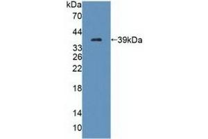 TECTB anticorps  (AA 18-329)