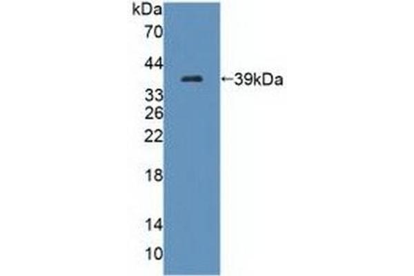 TECTB anticorps  (AA 18-329)