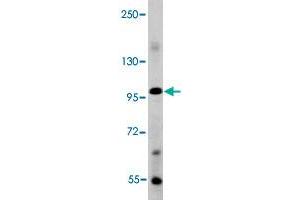 Western blot analysis of mouse liver tissue lysate (35 ug/lane) with BMP1 polyclonal antibody . (BMP1 抗体  (C-Term))