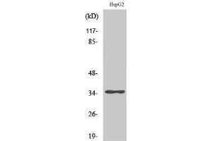 Western Blotting (WB) image for anti-Zinc Finger Protein 771 (ZNF771) (Internal Region) antibody (ABIN3187569) (ZNF771 抗体  (Internal Region))