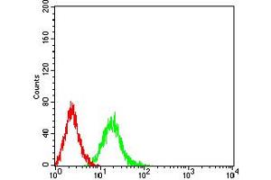 Flow cytometric analysis of Jurkat cells using Phospho-4E-BP1 (Ser65) mouse mAb (green) and negative control (red). (eIF4EBP1 抗体  (pSer65))