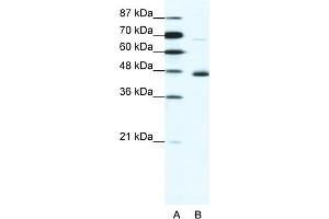 WB Suggested Anti-NEUROD1 Antibody Titration:  1. (NEUROD1 抗体  (N-Term))