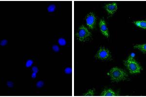 NIH/Swiss mouse fibroblast cell line 3T3 was stained with Rat Anti-β-Actin-UNLB (right) followed by Donkey Anti-Rat IgG(H+L), Mouse SP ads-AF488 and DAPI. (驴 anti-大鼠 IgG (Heavy & Light Chain) Antibody (Alkaline Phosphatase (AP)))