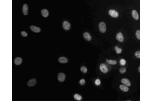 Immunofluorescent staining of A549 (ATCC CCL-185) cells. (BUB3 抗体  (AA 4-16))