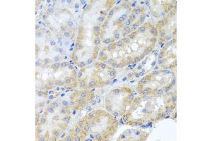 Immunohistochemistry of paraffin-embedded rat kidney using PEX3 antibody (ABIN5975508) at dilution of 1/100 (40x lens). (PEX3 抗体)