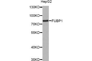 Western blot analysis of extracts of HepG2 cells, using FUBP1 antibody (ABIN6292083) at 1:1000 dilution. (FUBP1 抗体)