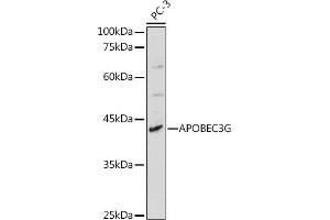 Western blot analysis of extracts of PC-3 cells, using G antibody (ABIN6129931, ABIN6137010, ABIN6137011 and ABIN6217659) at 1:1000 dilution. (APOBEC3G 抗体  (AA 60-330))