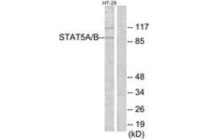 Western blot analysis of extracts from HT-29 cells, using STAT5A/B Antibody. (STAT5 A/B 抗体  (AA 251-300))