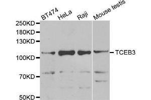 Western blot analysis of extracts of various cell lines, using TCEB3 antibody (ABIN5975459) at 1/1000 dilution. (TCEB3 抗体)