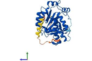 Protein Structure (PS) image for CCR4-NOT Transcription Complex, Subunit 8 (CNOT8) (AA 1-292) protein (His tag) (ABIN7561142)