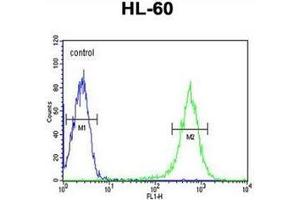 Flow cytometry analysis of HL-60 cells using EYA4 Antibody (C-term) Cat. (EYA4 抗体  (C-Term))