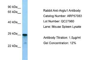 Western Blotting (WB) image for anti-Arginine and Glutamate Rich 1 (ARGLU1) (N-Term) antibody (ABIN2787054) (ARGLU1 抗体  (N-Term))