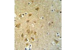 Formalin fixed and paraffin embedded br ain tissue stained with KLC2 Antibody (C-Term) followed by peroxidase conjugation of the secondary antibody and DAB staining (KLC2 抗体  (C-Term))