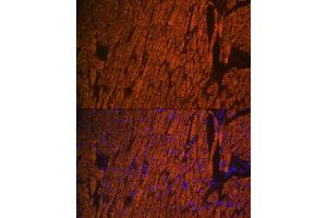 Immunofluorescence analysis of mouse heart using MYL2 Rabbit pAb (ABIN6133197, ABIN6144246, ABIN6144248 and ABIN6221136) at dilution of 1:100 (40x lens). (MYL2 抗体  (AA 1-166))