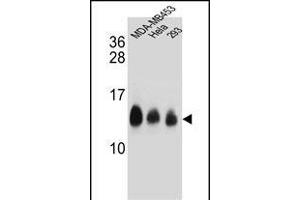 NDUFC2 Antibody (C-term) (ABIN654699 and ABIN2844392) western blot analysis in MDA-M,Hela,293 cell line lysates (35 μg/lane). (NDUFC2 抗体  (C-Term))