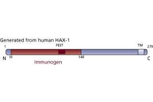 Image no. 1 for anti-HCLS1 Associated Protein X-1 (HAX1) (AA 10-148) antibody (ABIN968199) (HAX1 抗体  (AA 10-148))
