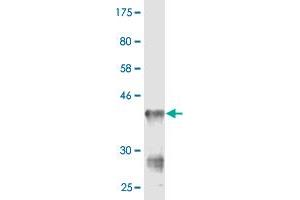 Western Blot detection against Immunogen (36. (CMAS 抗体  (AA 164-263))