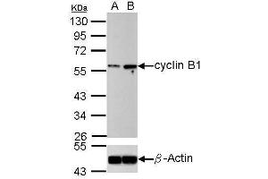 WB Image Western blot analysis of cyclin B1 (, upper panel) and beta-actin , lower panel) Sample (30 ug of whole cell lysate) A: U2OS B: U2OS treated 100ng/ml Nocodazole 16hr 10% SDS PAGE antibody diluted at 1:500 (Cyclin B1 抗体)
