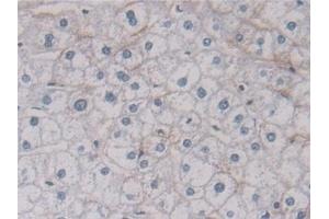 Immunohistochemistry (IHC) image for anti-Annexin A11 (ANXA11) (AA 1-505) antibody (ABIN7435868)