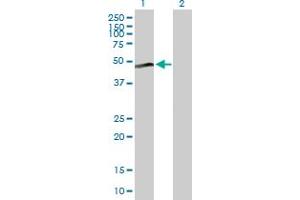 Western Blot analysis of MAP2K2 expression in transfected 293T cell line by MAP2K2 MaxPab polyclonal antibody. (MEK2 抗体  (AA 1-400))