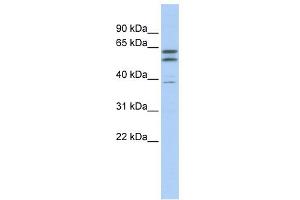 WB Suggested Anti-TUBB2A Antibody Titration:  0. (TUBB2A 抗体  (N-Term))