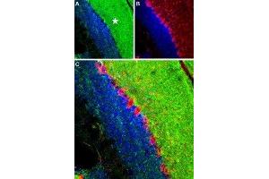 Expression of RyR1 in mouse cerebellum - Immunohistochemical staining of mouse cerebellum frozen sections using Anti-Ryanodine Receptor 1 Antibody (ABIN7043604, ABIN7045211 and ABIN7045212), (1:100), (green). (RYR1 抗体  (Intracellular))