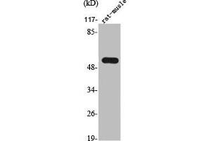 Western Blot analysis of RAT-MUSCLE cells using TrxR2 Polyclonal Antibody (TXNRD2 抗体  (C-Term))