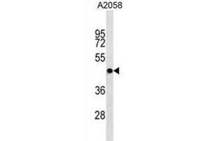 OR4S1 Antibody (C-term) (ABIN1881602 and ABIN2838742) western blot analysis in  cell line lysates (35 μg/lane). (OR4S1 抗体  (C-Term))