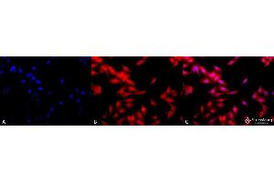 Immunocytochemistry/Immunofluorescence analysis using Rat Anti-HSF1 Monoclonal Antibody, Clone 10H8 . (HSF1 抗体  (AA 378-395) (APC))