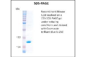 SDS-PAGE (SDS) image for Interleukin 1, beta (IL1B) (Active) protein (ABIN5509333) (IL-1 beta 蛋白)