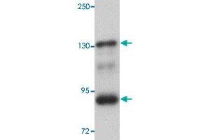 Western blot analysis of mouse kidney tissue with SEC16B polyclonal antibody  at 1 ug/mL dilution. (SEC16B 抗体  (C-Term))