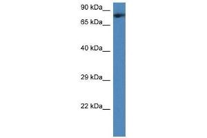 Western Blot showing Tmco3 antibody used at a concentration of 1.